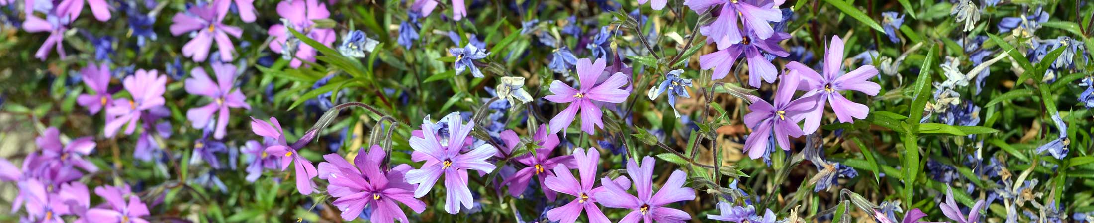 Call Family Dentistry - flowers in front of building